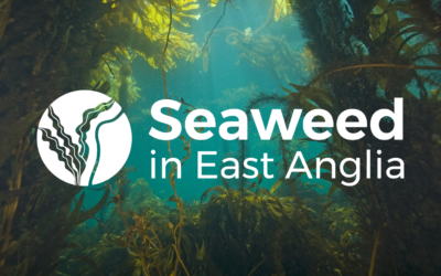Seaweed in East Anglia (SEA) Project Launches in Norfolk