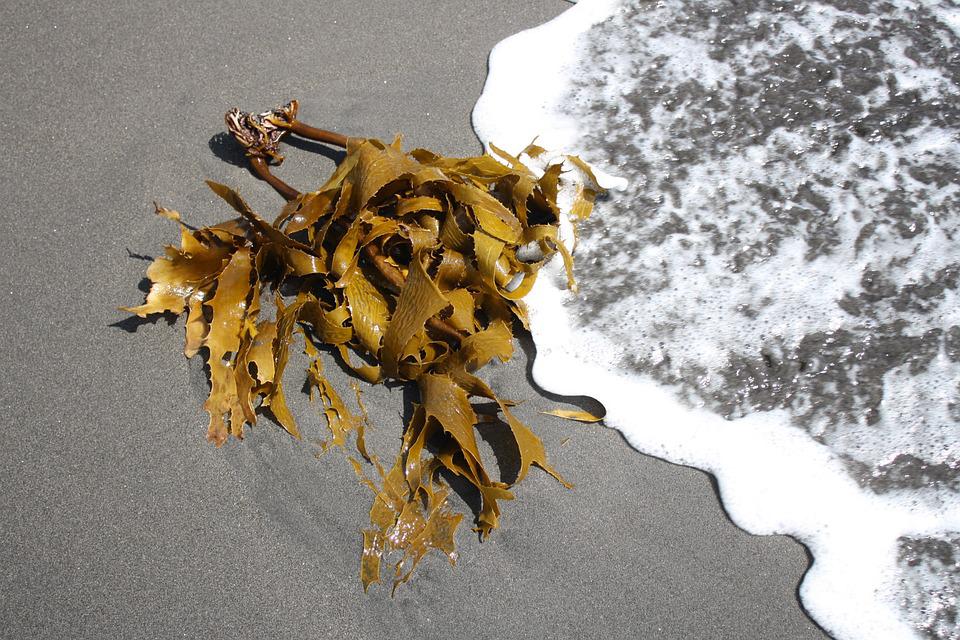 Seaweed, the Resource of the Future
