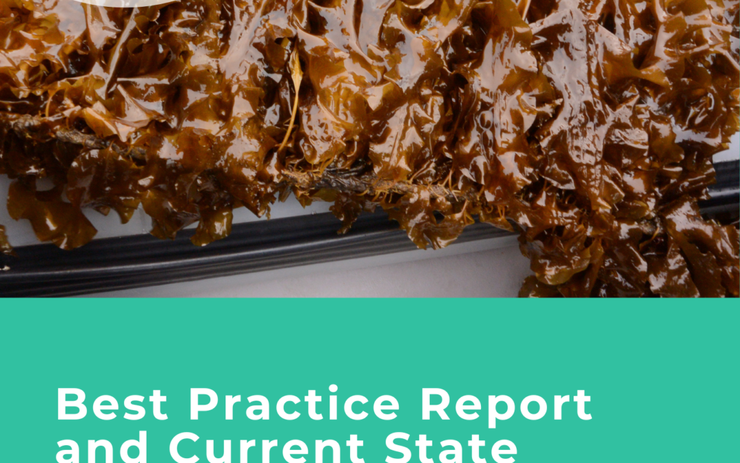 Best Practice Report and Current State Analysis of the Norfolk and UK Seaweed Sector in 2023